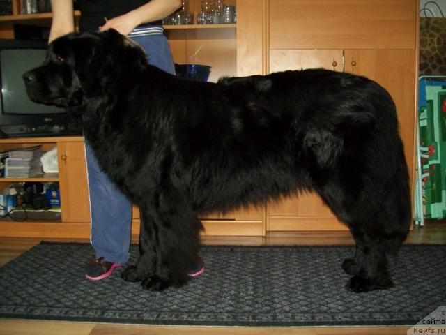 Фото: ньюфаундленд Gloriya Grand Blek (Глория Гранд Блек)