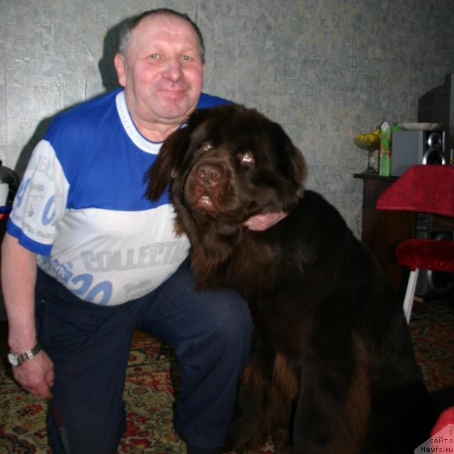 Фото: ньюфаундленд Zorran Snejnyiy Podarok (Зорран Снежный Подарок)