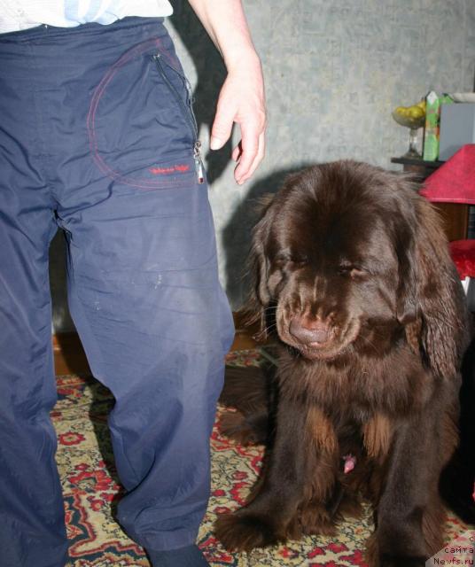 Фото: ньюфаундленд Zorran Snejnyiy Podarok (Зорран Снежный Подарок)