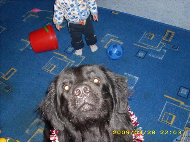 Фото: ньюфаундленд Polyarnaya Nochka (Полярная Ночка)