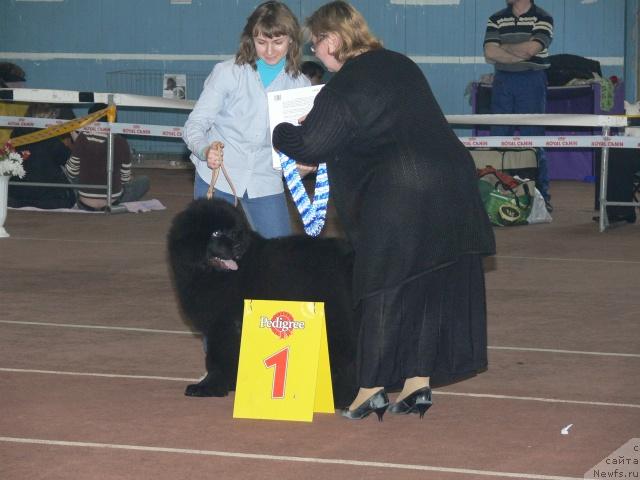 Фото: ньюфаундленд Kapitan N'yufort (Капитан Ньюфорт)