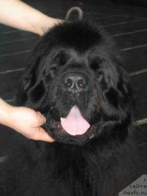 Фото: ньюфаундленд Nju Speis' Millenium Sensation (Нью Спейс Милениум Сенсейшен)