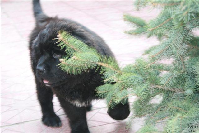 Фото: [p1290]Лав Стори из Тихого омута