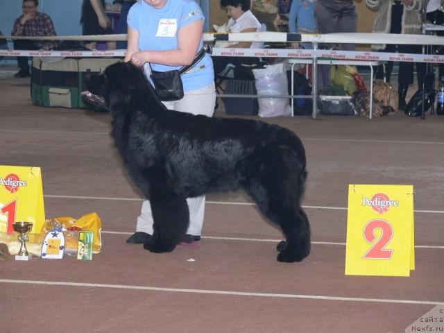 Фото: ньюфаундленд King of Helluland Good Friend