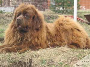 Фото: ньюфаундленд Serra Gracia (Сэрра Грация)