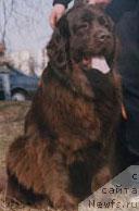 Фото: ньюфаундленд Serra Gracia (Сэрра Грация)