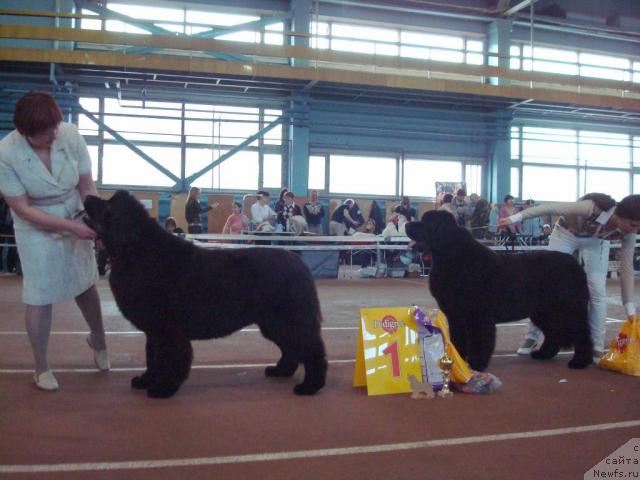 Фото: ньюфаундленд Akvatoriya Kelvin Zaskiya (Акватория Келвин Заския), ньюфаундленд Aquatoriya Kelvin Zvezdnaya Koroleva (Акватория Келвин Звездная Королева)