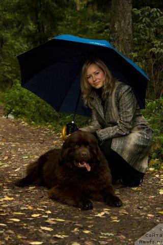 Фото: ньюфаундленд Eleron Brown (Элерон Браун)