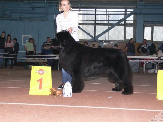 Фото: ньюфаундленд O Black Diamond Little Bear (О Блек Диамонд Литтл Беар)
