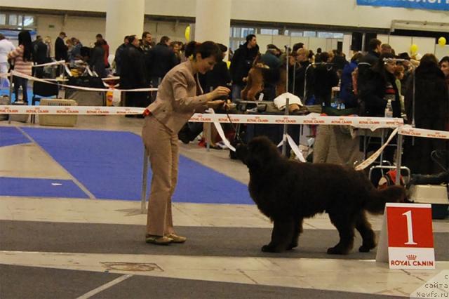 Фото: ньюфаундленд Eleron Brown (Элерон Браун)