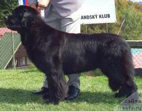 Фото: ньюфаундленд Nefertiti King of Helluland