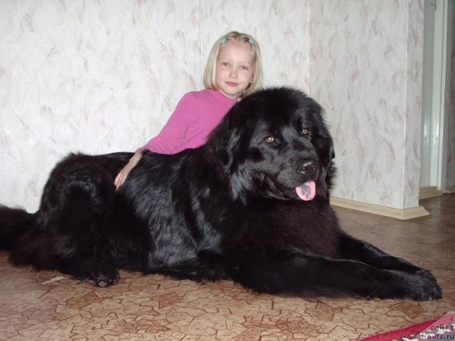 Фото: ньюфаундленд Dana (Дана)