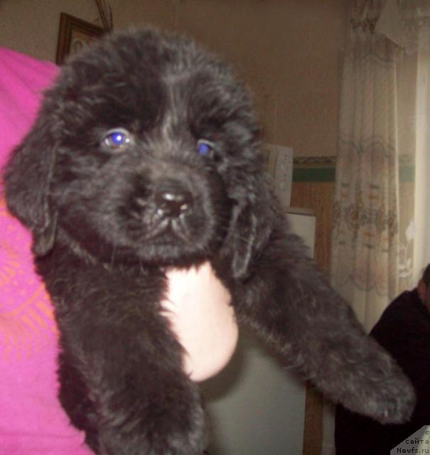 Фото: ньюфаундленд Ledi San-Di (Леди Сан-Ди)