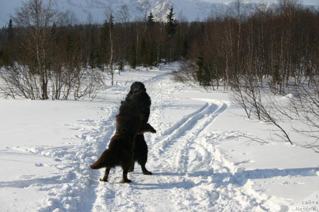Фото: ньюфаундленд Zolushka Hrustal'naya Tufel'ka (Золушка Хрустальная Туфелька), ньюфаундленд Kaiden Playful (Кайден Плейфул)