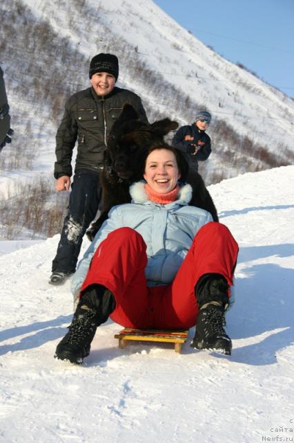 Фото: ньюфаундленд Zolushka Hrustal'naya Tufel'ka (Золушка Хрустальная Туфелька), Evgeniya Ivanova (Евгения Иванова)