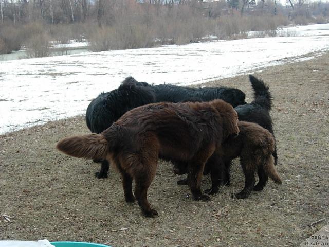 Фото: ньюфаундленд Konfuciy (Конфуций), ньюфаундленд Lesnaja Skazka Korolevskiy Medved (Лесная Сказка Королевский Медведь), ньюфаундленд Lesnaya Skazka Raskrasavica (Лесная Сказка Раскрасавица), ньюфаундленд YEra Grand Lyuks CHeri Nikol' (Эра Гранд Люкс Чери Николь)