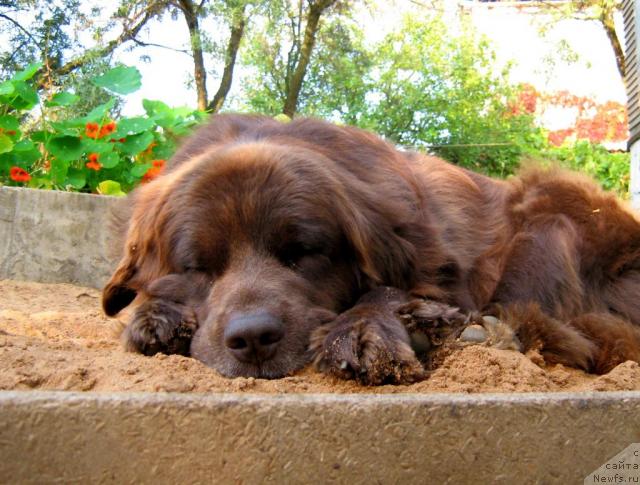 Фото: ньюфаундленд Baronessa (Баронесса)