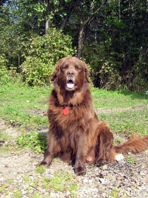 Фото: ньюфаундленд Baronessa (Баронесса)