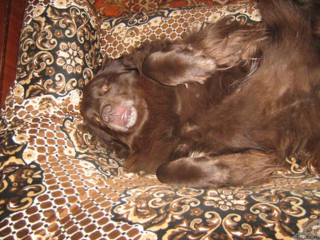 Фото: ньюфаундленд Baronessa (Баронесса)