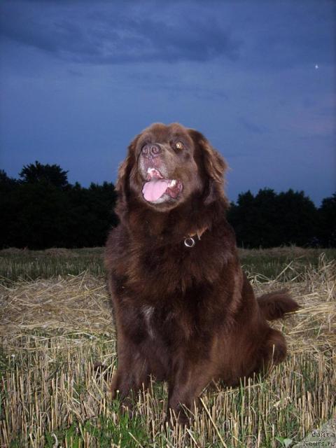 Фото: ньюфаундленд Baronessa (Баронесса)
