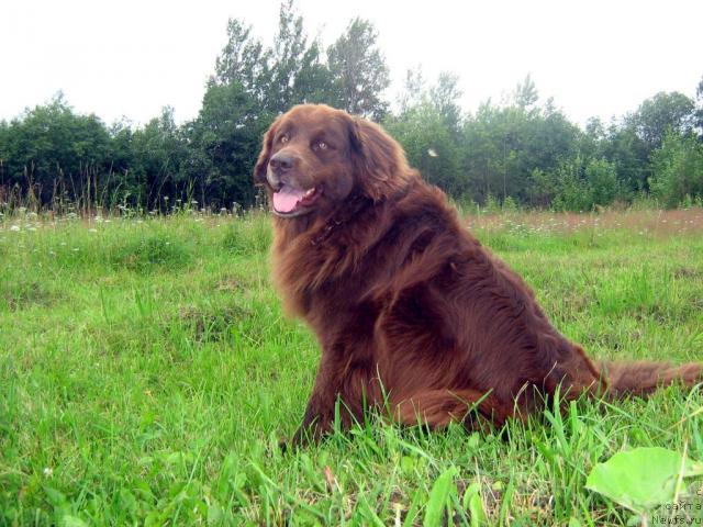 Фото: ньюфаундленд Baronessa (Баронесса)