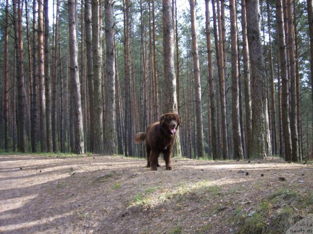 Фото: ньюфаундленд Baronessa (Баронесса)