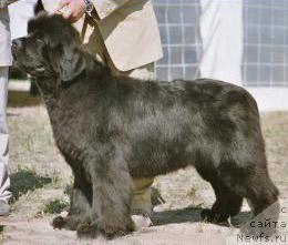 Фото: ньюфаундленд Spring Creeks Go To Fairweathers