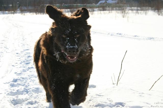 Фото: ньюфаундленд Zolushka Hrustal'naya Tufel'ka (Золушка Хрустальная Туфелька)