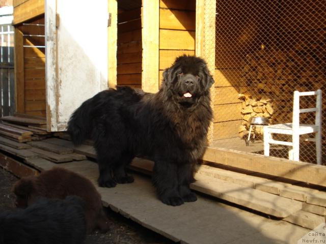 Фото: ньюфаундленд Tiffani Gold (Тиффани Голд)