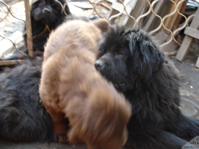 Фото: ньюфаундленд Tiffani Gold (Тиффани Голд)