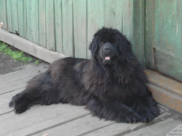 Фото: ньюфаундленд Tiffani Gold (Тиффани Голд)