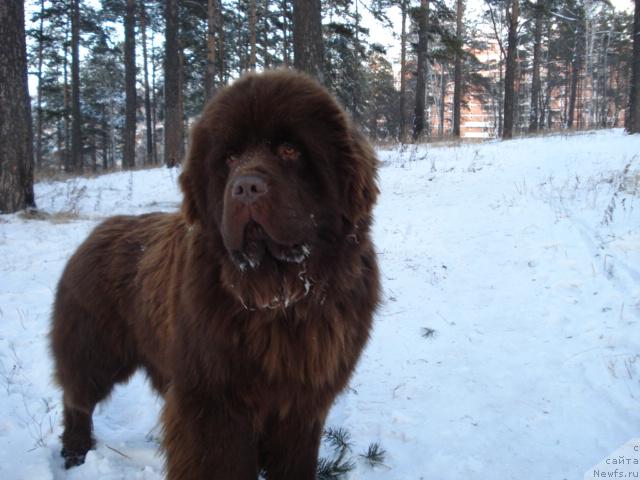 Фото: ньюфаундленд Syer Lancelot iz Arkaima (Сэр Ланцелот из Аркаима)