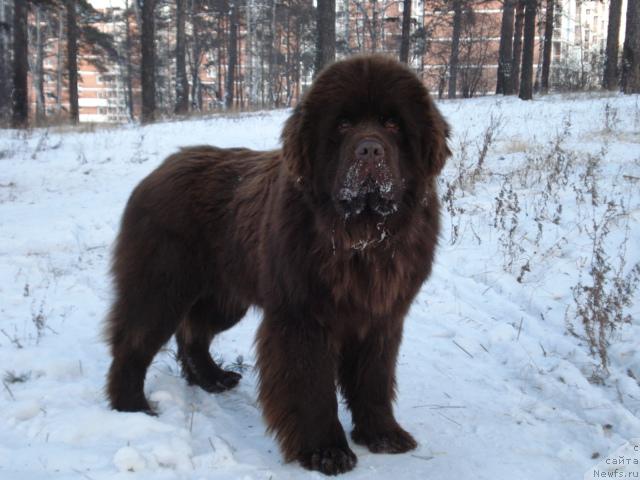 Фото: ньюфаундленд Syer Lancelot iz Arkaima (Сэр Ланцелот из Аркаима)