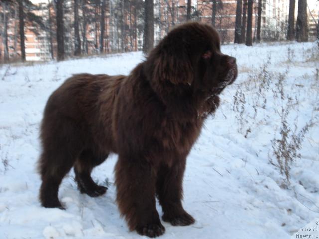 Фото: ньюфаундленд Syer Lancelot iz Arkaima (Сэр Ланцелот из Аркаима)