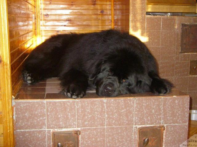 Фото: ньюфаундленд Tyessyer Taf (Тэссэр Таф)