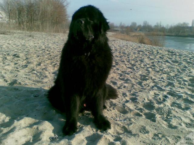 Фото: ньюфаундленд Laert Big Friend (Лаэрт Биг Френд)
