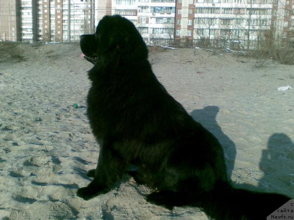 Фото: ньюфаундленд Laert Big Friend (Лаэрт Биг Френд)