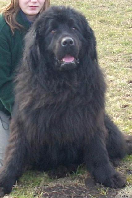 Фото: ньюфаундленд Kenni (Кенни)