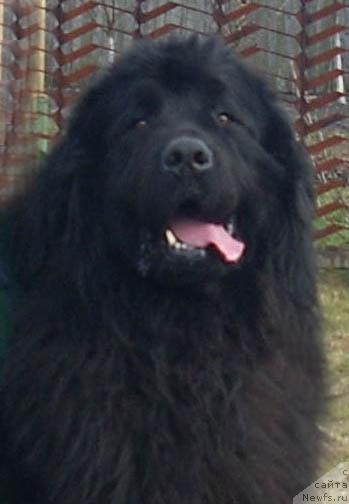 Фото: ньюфаундленд Kenni (Кенни)