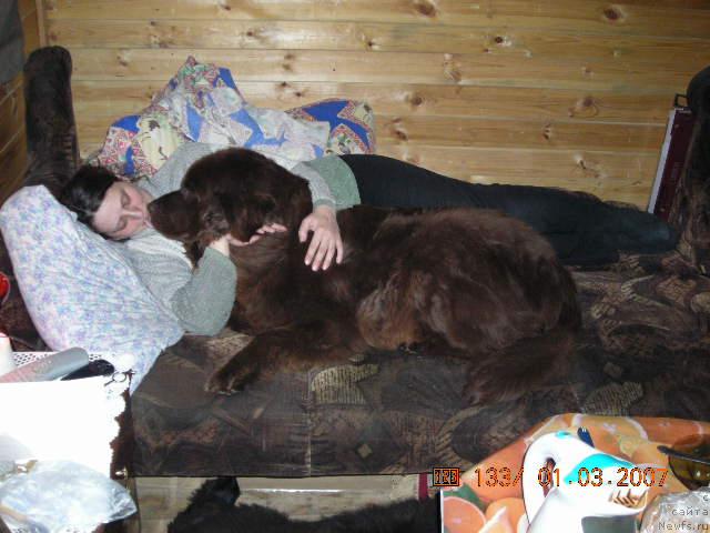 Фото: ньюфаундленд Stardi (Старди), Ol'ga Rozmahova (Ольга Розмахова)