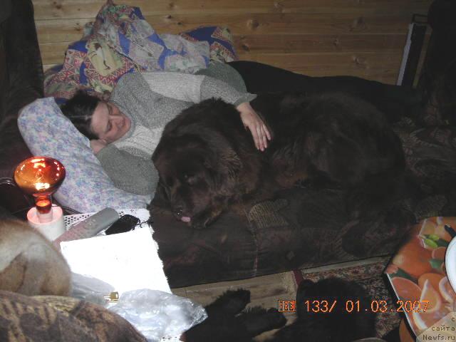 Фото: ньюфаундленд Stardi (Старди), Ol'ga Rozmahova (Ольга Розмахова)