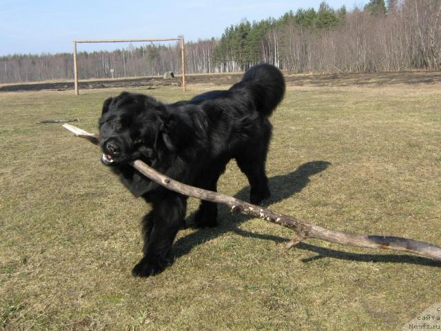 Фото: ньюфаундленд Plushevaya Panda Vikar (Плюшевая Панда Викар)