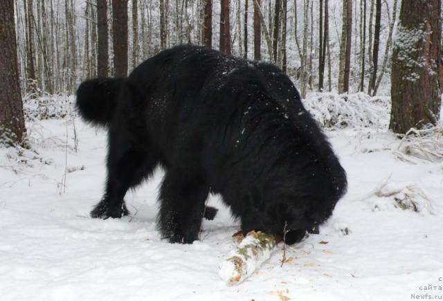 Фото: ньюфаундленд Plushevaya Panda Vikar (Плюшевая Панда Викар)