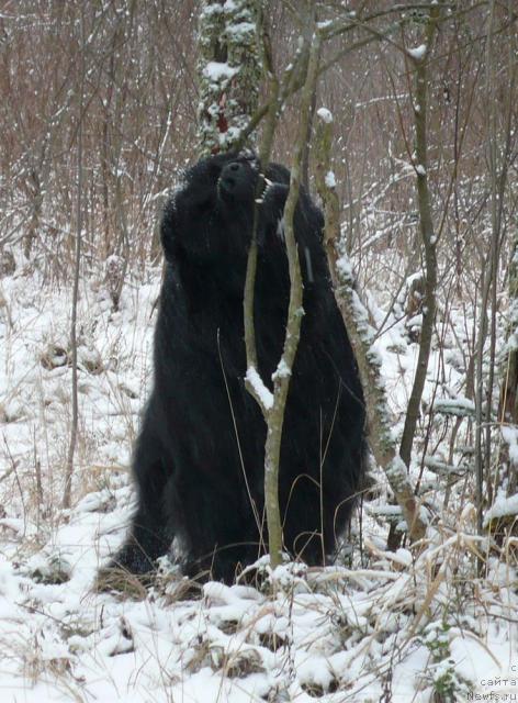 Фото: ньюфаундленд Plushevaya Panda Vikar (Плюшевая Панда Викар)
