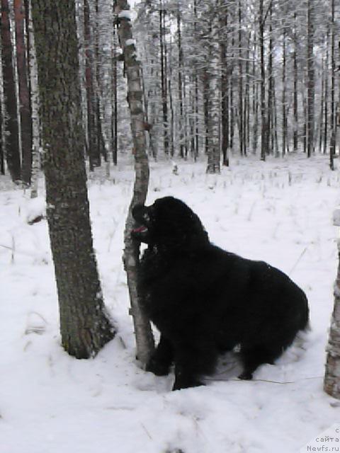 Фото: ньюфаундленд Plushevaya Panda Vikar (Плюшевая Панда Викар)