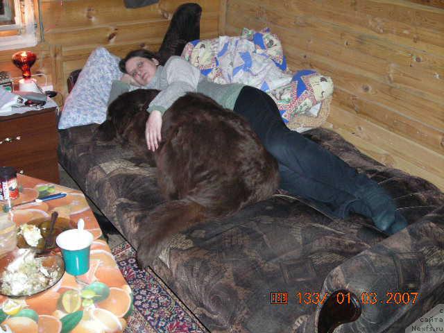 Фото: ньюфаундленд Stardi (Старди), Ol'ga Rozmahova (Ольга Розмахова)