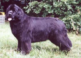 Фото: ньюфаундленд Indiana Jenny vom Trieberg