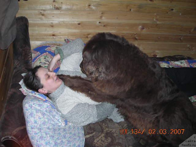 Фото: ньюфаундленд Stardi (Старди), Ol'ga Rozmahova (Ольга Розмахова)