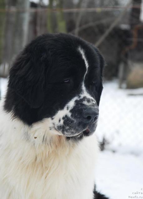 Фото: ньюфаундленд Kloofbears Lancelot for Sent Djons