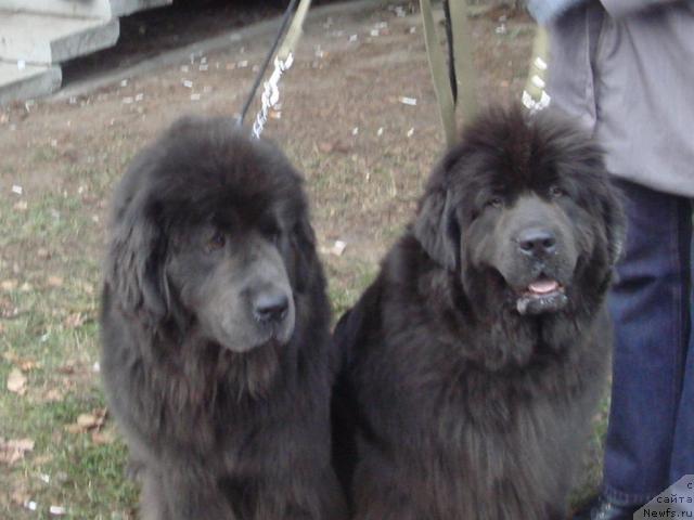 Фото: ньюфаундленд Severtan Svetskaya L'vica (Севертан Светская Львица), ньюфаундленд Severtan Madjesta (Севертан Маджеста)